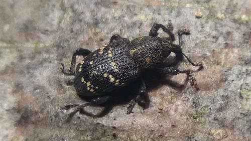 Hylobius abietis